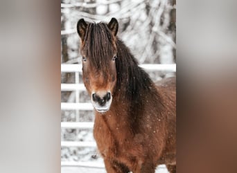 Islandpferd, Wallach, 6 Jahre, 138 cm, Brauner