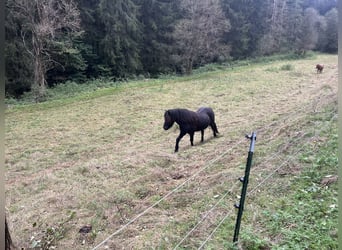 Islandpferd, Wallach, 6 Jahre, 138 cm, Rappe