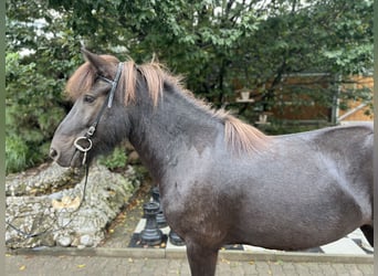 Islandpferd, Wallach, 6 Jahre, 138 cm, Rappe