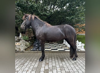 Islandpferd, Wallach, 6 Jahre, 138 cm, Rappe