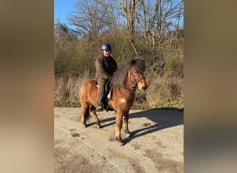 Islandpferd, Wallach, 6 Jahre, 138 cm, Roan-Bay