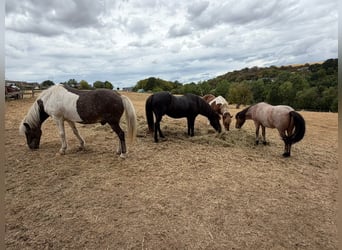 Islandpferd, Wallach, 6 Jahre, 138 cm, Roan-Bay