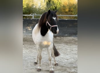 Islandpferd, Wallach, 6 Jahre, 138 cm, Schecke