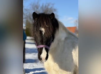 Islandpferd, Wallach, 6 Jahre, 138 cm, Schecke