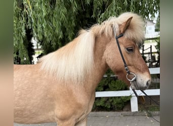 Islandpferd, Wallach, 6 Jahre, 139 cm, Falbe