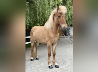 Islandpferd, Wallach, 6 Jahre, 139 cm, Falbe