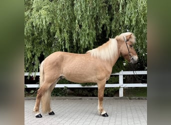 Islandpferd, Wallach, 6 Jahre, 139 cm, Falbe