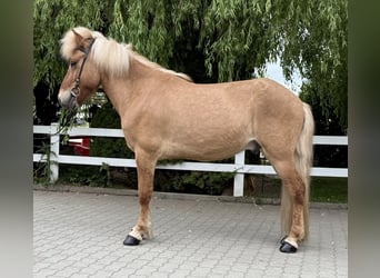 Islandpferd, Wallach, 6 Jahre, 139 cm, Falbe