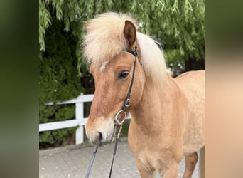 Islandpferd, Wallach, 6 Jahre, 139 cm, Falbe