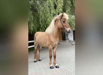 Islandpferd, Wallach, 6 Jahre, 139 cm, Falbe