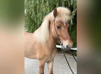 Islandpferd, Wallach, 6 Jahre, 139 cm, Falbe