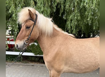 Islandpferd, Wallach, 6 Jahre, 139 cm, Falbe