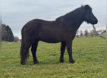 Islandpferd, Wallach, 6 Jahre, 139 cm, Rappe