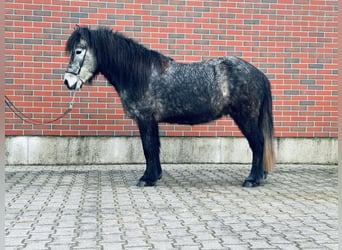 Islandpferd, Wallach, 6 Jahre, 139 cm, Schimmel