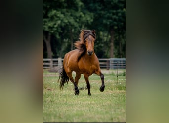 Islandpferd, Wallach, 6 Jahre, 140 cm, Brauner