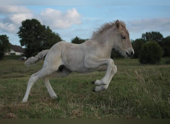 Islandpferd, Wallach, 6 Jahre, 140 cm, Falbe