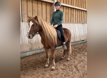 Islandpferd, Wallach, 6 Jahre, 140 cm, Fuchs