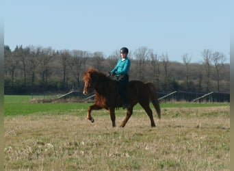 Islandpferd, Wallach, 6 Jahre, 140 cm, Fuchs