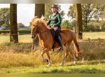 Islandpferd, Wallach, 6 Jahre, 140 cm, Fuchs