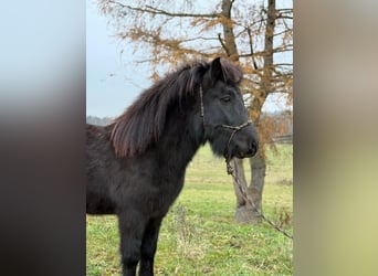 Islandpferd, Wallach, 6 Jahre, 140 cm, Rappe