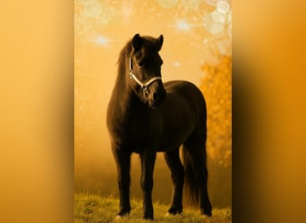 Islandpferd, Wallach, 6 Jahre, 140 cm, Rappe