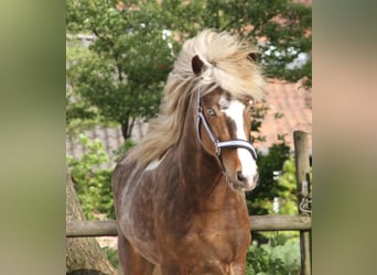 Islandpferd, Wallach, 6 Jahre, 140 cm, Schecke