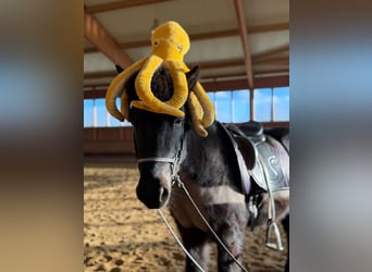 Islandpferd, Wallach, 6 Jahre, 141 cm, Rappe