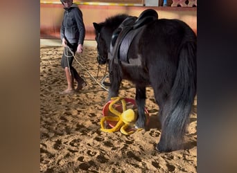 Islandpferd, Wallach, 6 Jahre, 141 cm, Rappe