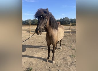 Islandpferd, Wallach, 6 Jahre, 142 cm, Falbe