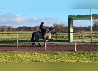 Islandpferd, Wallach, 6 Jahre, 142 cm, Falbe