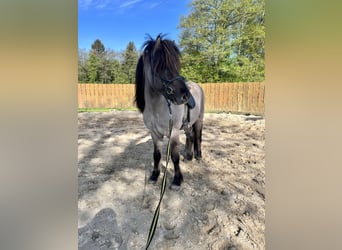 Islandpferd, Wallach, 6 Jahre, 142 cm, Falbe