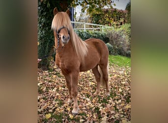 Islandpferd, Wallach, 6 Jahre, 142 cm, Fuchs