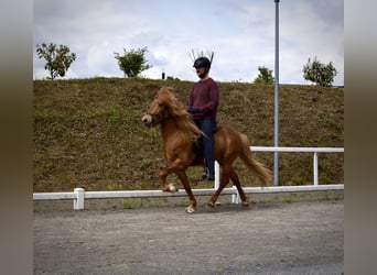 Islandpferd, Wallach, 6 Jahre, 142 cm, Fuchs