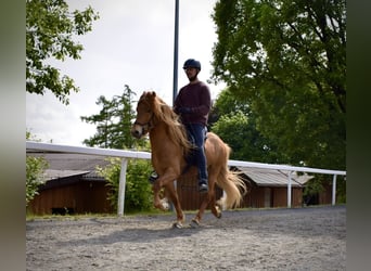 Islandpferd, Wallach, 6 Jahre, 142 cm, Fuchs