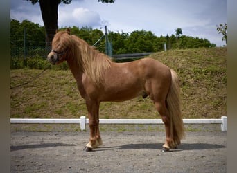 Islandpferd, Wallach, 6 Jahre, 142 cm, Fuchs