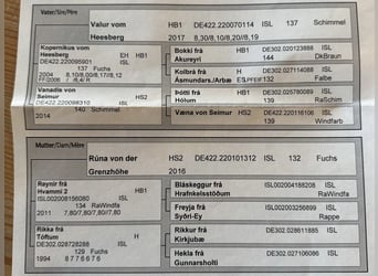 Islandpferd, Wallach, 6 Jahre, 142 cm, Fuchs