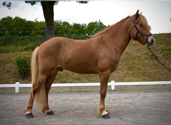 Islandpferd, Wallach, 6 Jahre, 142 cm, Fuchs