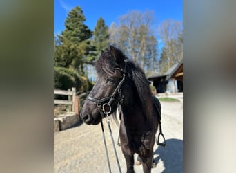 Islandpferd, Wallach, 6 Jahre, 142 cm, Rappe