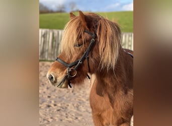 Islandpferd, Wallach, 6 Jahre, 142 cm, Rotfuchs