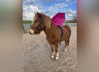 Islandpferd, Wallach, 6 Jahre, 142 cm, Rotfuchs