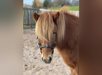 Islandpferd, Wallach, 6 Jahre, 142 cm, Rotfuchs
