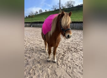 Islandpferd, Wallach, 6 Jahre, 142 cm, Rotfuchs