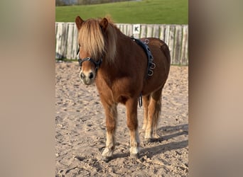 Islandpferd, Wallach, 6 Jahre, 142 cm, Rotfuchs