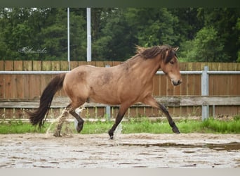Islandpferd, Wallach, 6 Jahre, 143 cm, Falbe