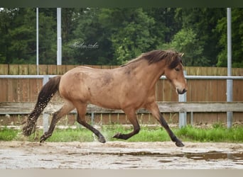 Islandpferd, Wallach, 6 Jahre, 143 cm, Falbe