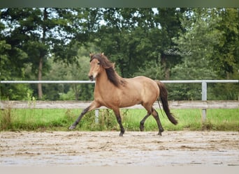 Islandpferd, Wallach, 6 Jahre, 143 cm, Falbe