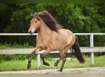 Islandpferd, Wallach, 6 Jahre, 143 cm, Falbe