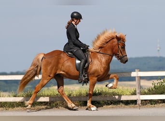 Islandpferd, Wallach, 6 Jahre, 143 cm, Fuchs