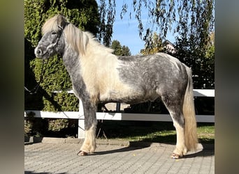 Islandpferd, Wallach, 6 Jahre, 143 cm, Schecke