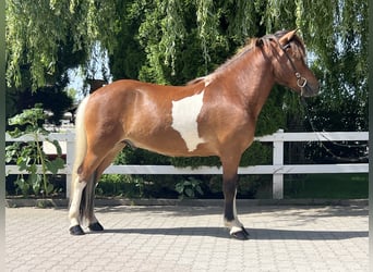 Islandpferd, Wallach, 6 Jahre, 143 cm, Schecke